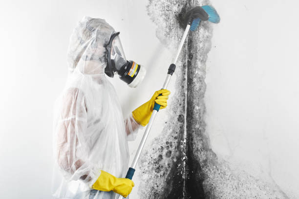 Best Mold Remediation for Healthcare Facilities  in Mount Hope, WV